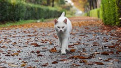 にゃにみてる。