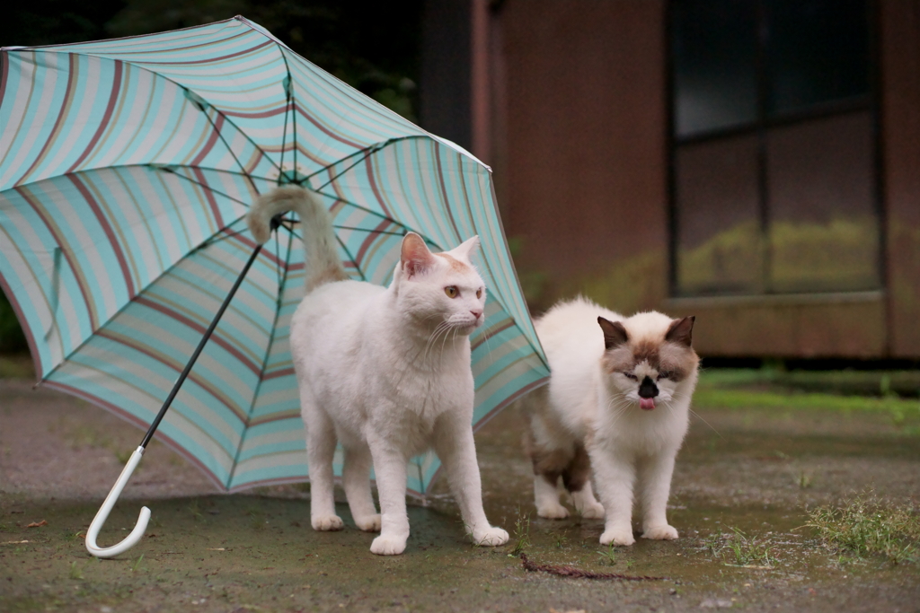 今日も雨