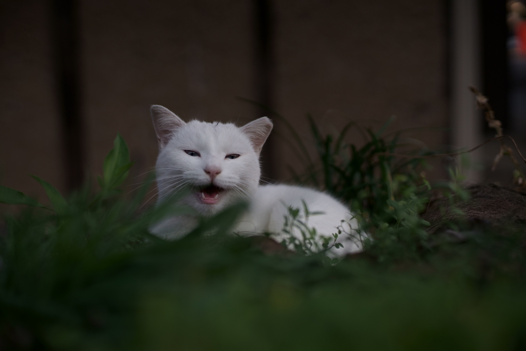 頭に草の実が付いてるよ
