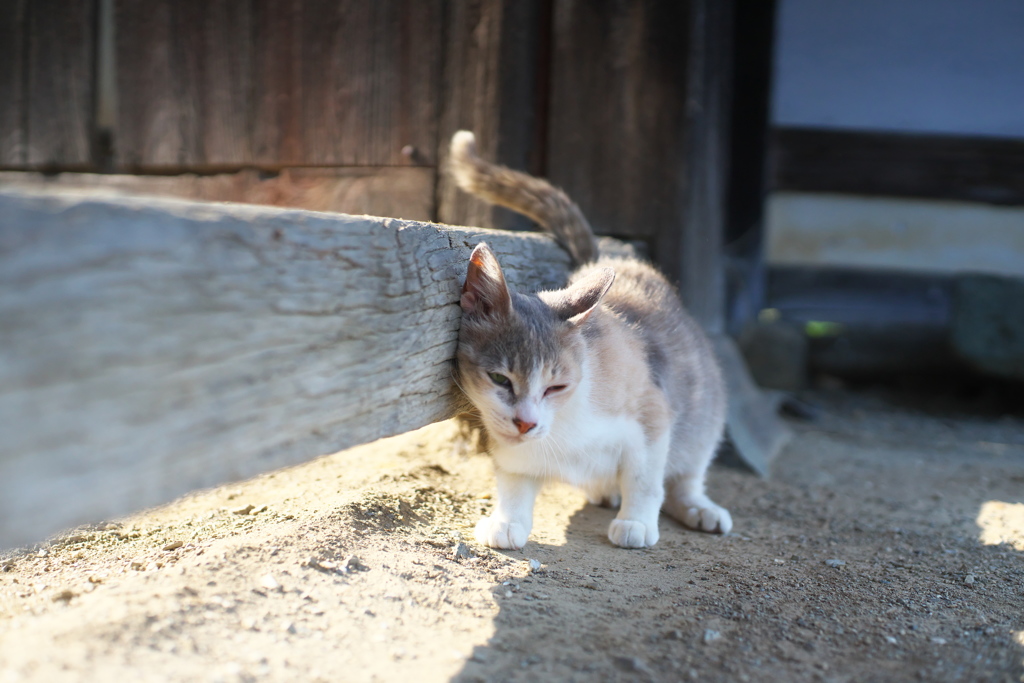 我慢できニャイ