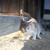 我慢できニャイ