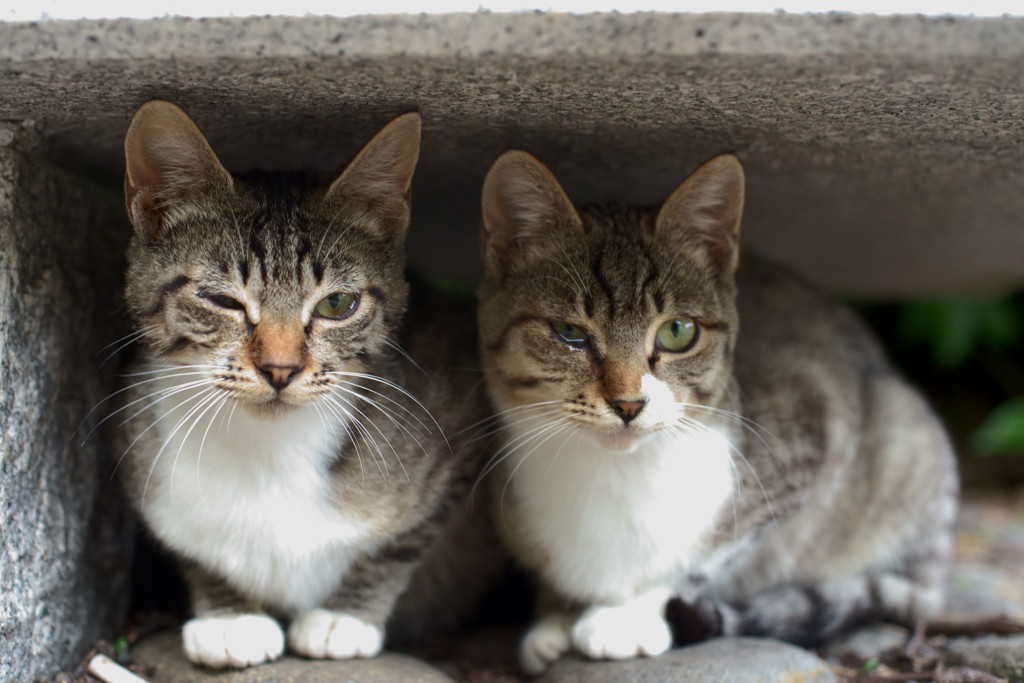 Stereo cat ster