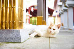 ゴージャス　フィーリング