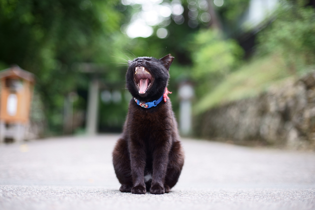 虫歯は無いようですね