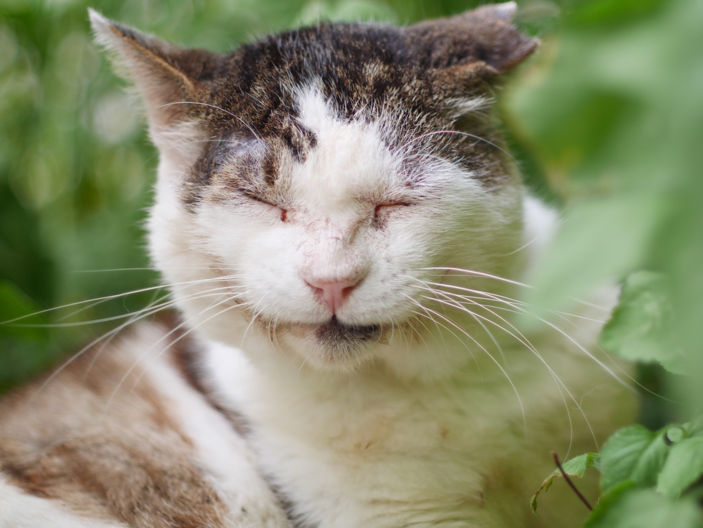 いっぱいのえがお