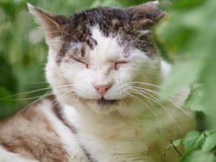 いっぱいのえがお