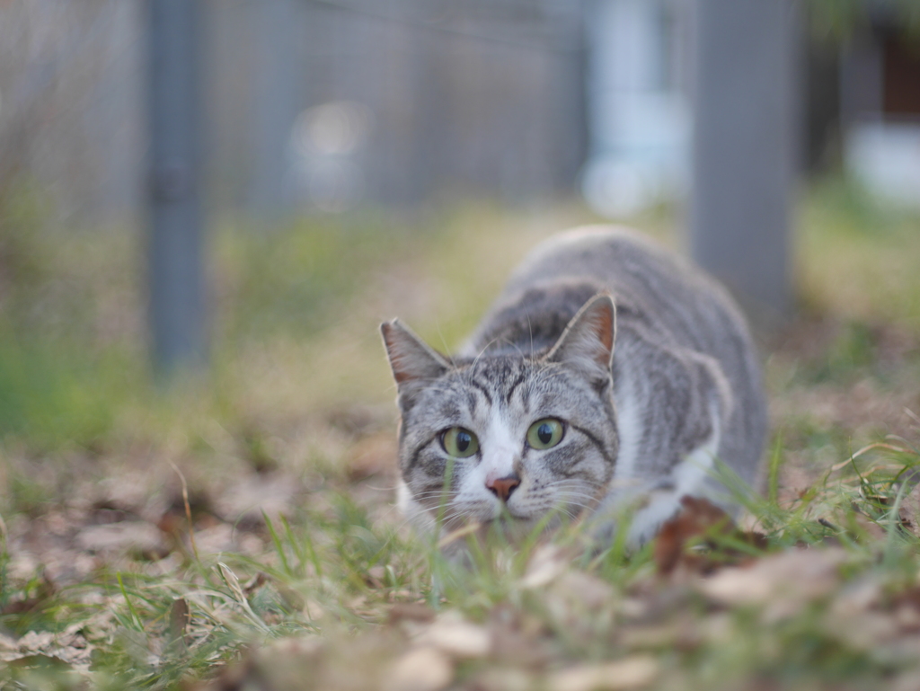 狙いさだめて。