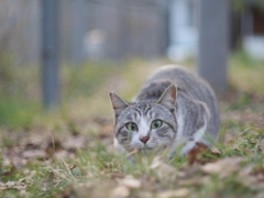 狙いさだめて。