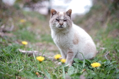 たんぽぽは黄色で　ねこはねこ