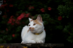 18時過ぎの茶トラちゃん