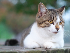 何か聞こえる