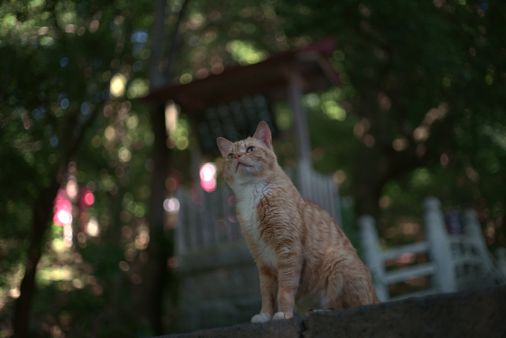 夏が来る！