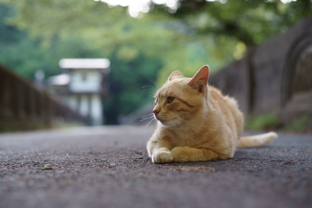 ふるさと