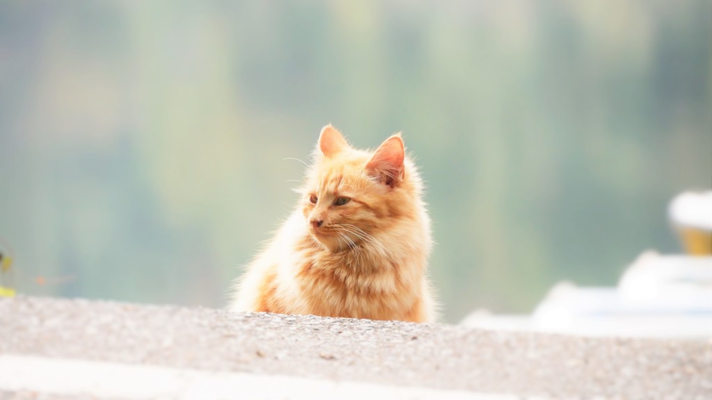 通りの向こうは