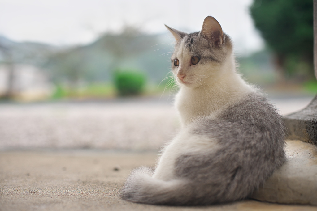 物憂げな眼差し