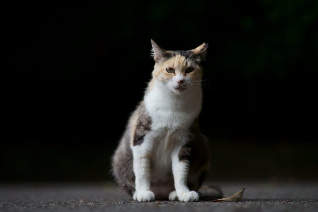 三毛猫道