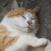 ふてにゃんねる