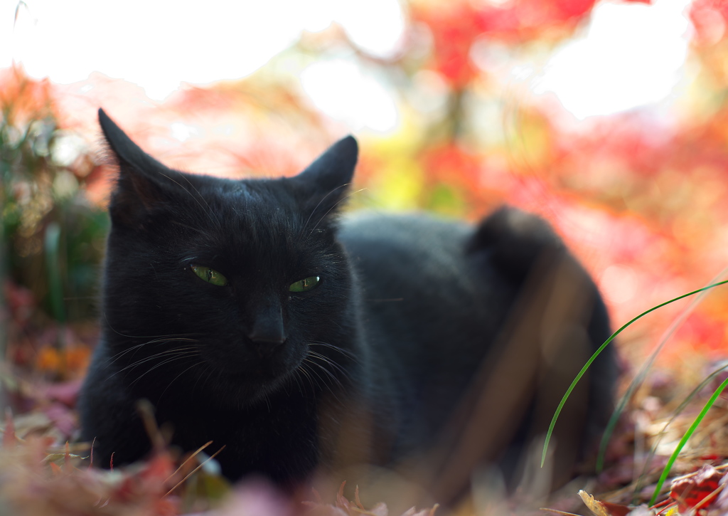 黒猫パレット