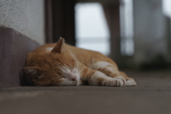 夢の色