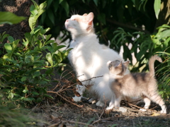 木登りの練習ですよ。