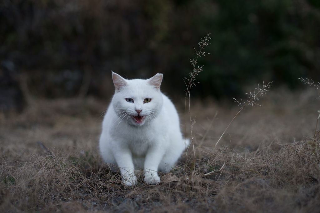 うメェ～ごはんがたべた～い！
