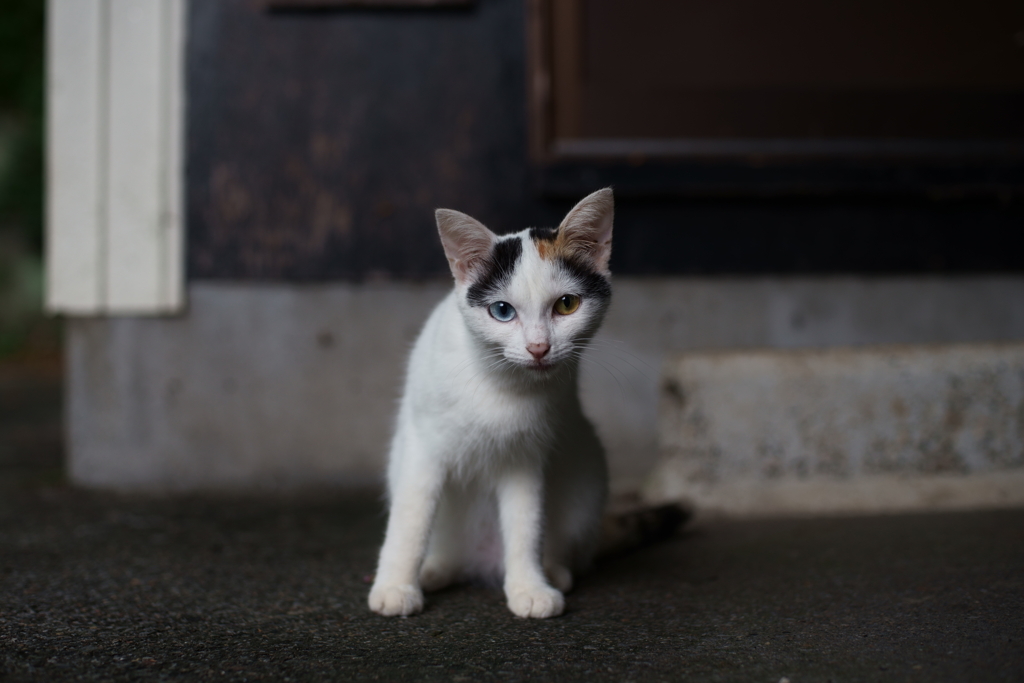 みけみぃーっけ