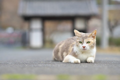 また来てね