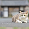 また来てね