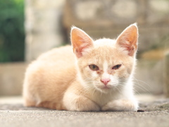 やわらかい香箱座り