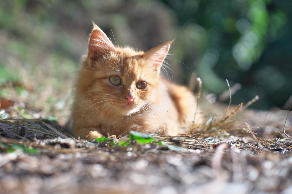 ひなたほっこり