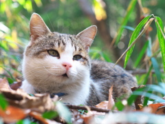 フレディ・マーキュリー様降臨