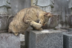 仏さまの聖水飲用の儀