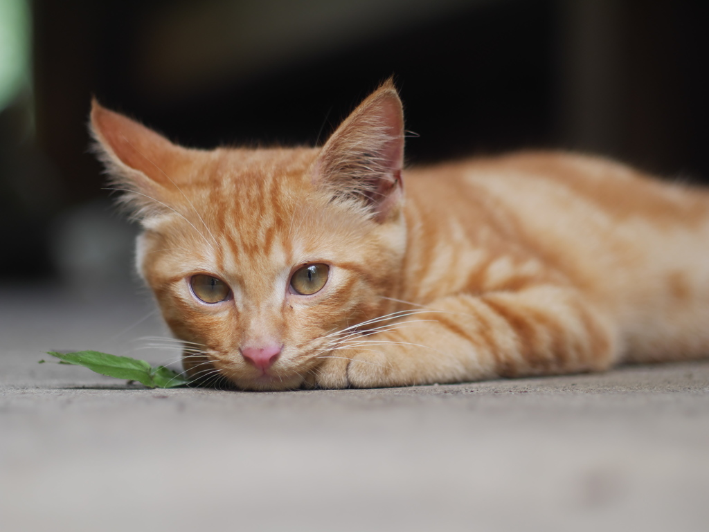 僕の目は猫の目