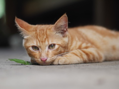 僕の目は猫の目