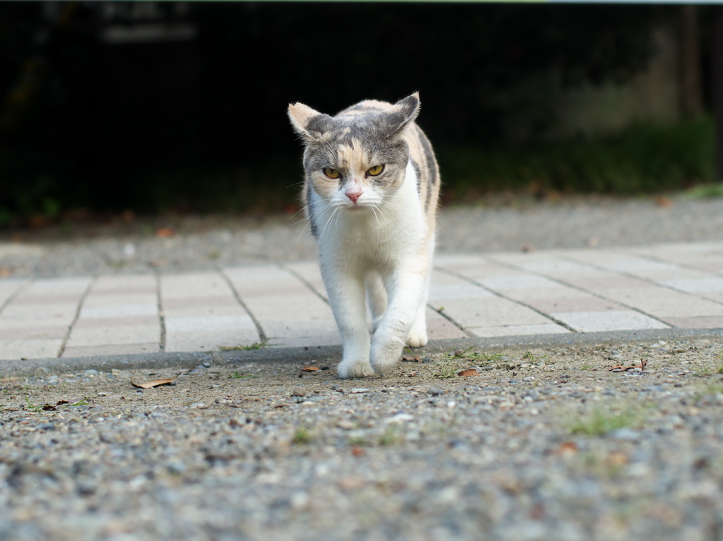 WILD EYES