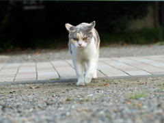 WILD EYES