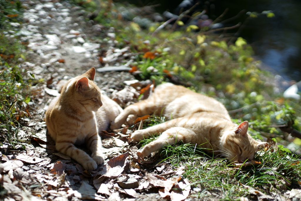 寝ちまったのか