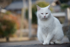 妖艶な白母さん