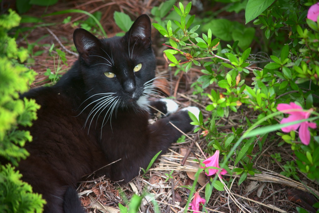 猫に花