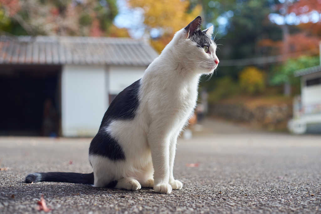 横顔