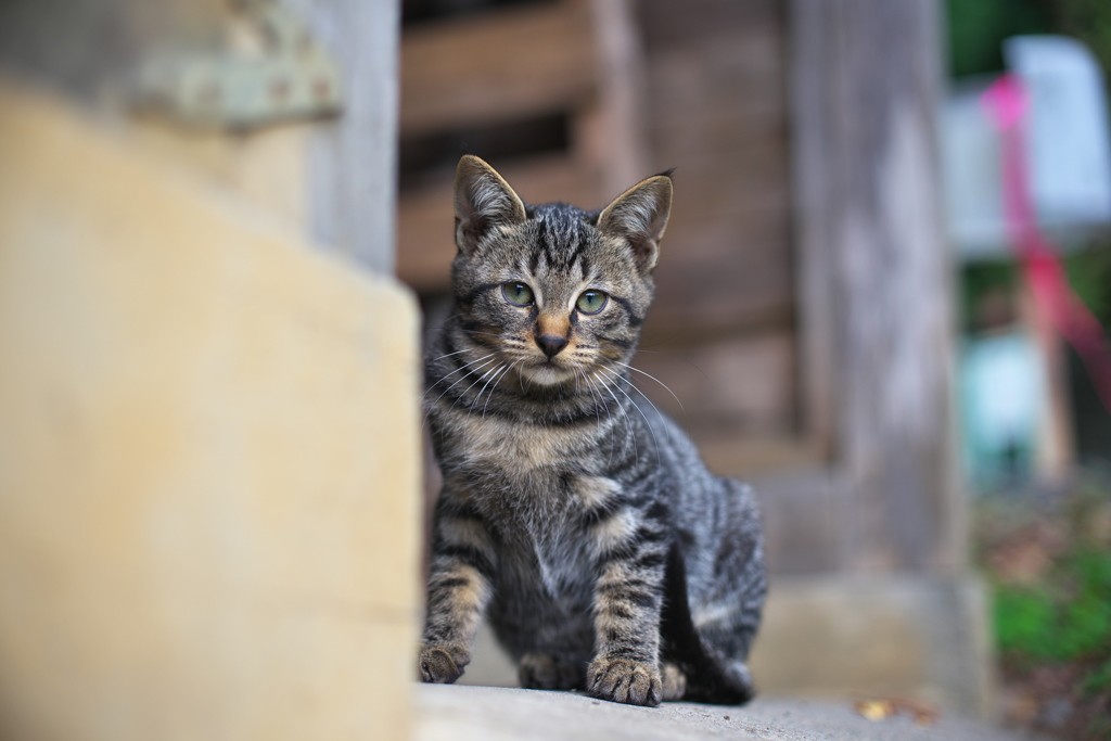 アラ見てたのね