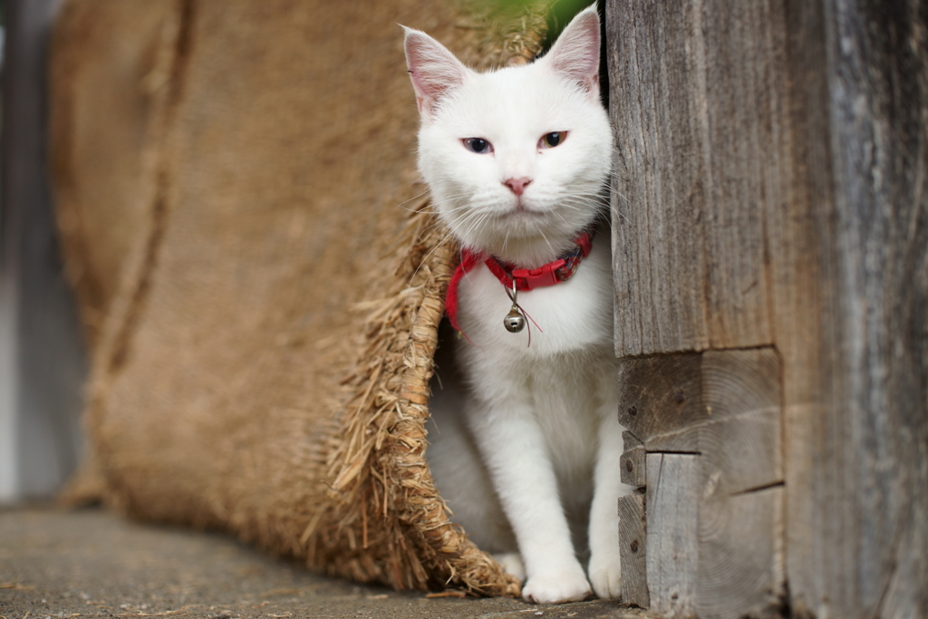 いらっしゃいませ