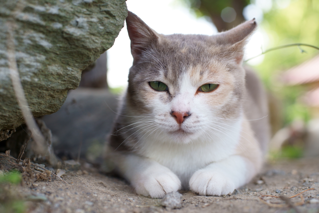 生きている羊毛フェルト