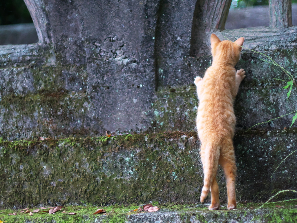 ねこのせのび