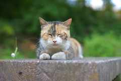 ミケにゃん