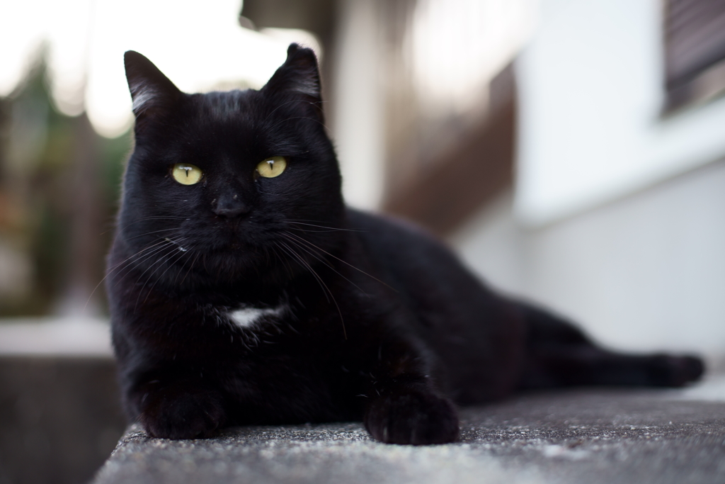 黒猫のきめ！