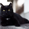 黒猫のきめ！