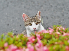 花と猫