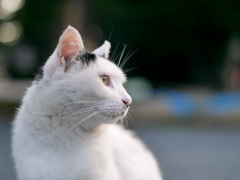 明日天気になれ