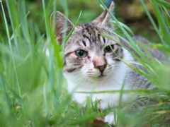 ふわふわ